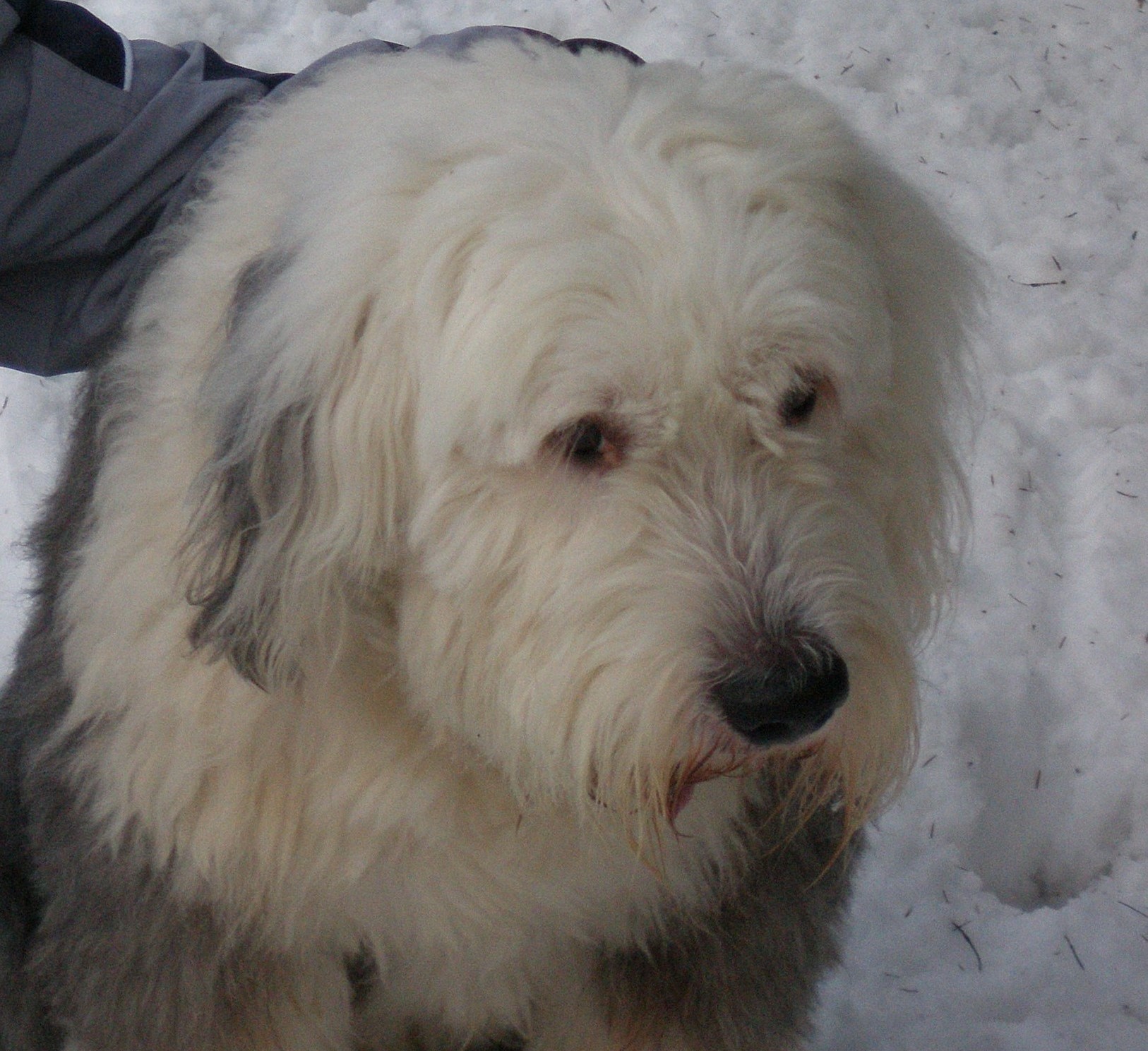 PATRIK